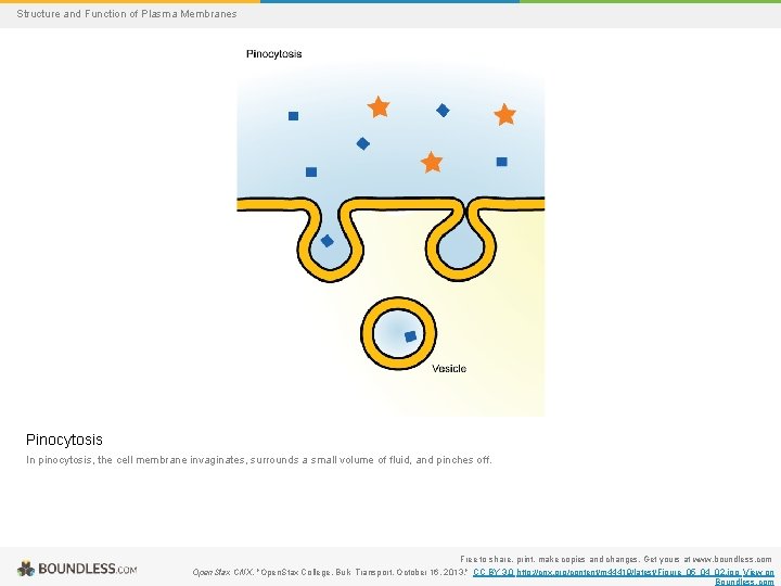 Structure and Function of Plasma Membranes Pinocytosis In pinocytosis, the cell membrane invaginates, surrounds