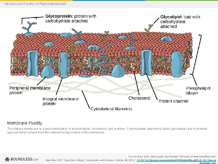 Structure and Function of Plasma Membranes Membrane Fluidity The plasma membrane is a fluid
