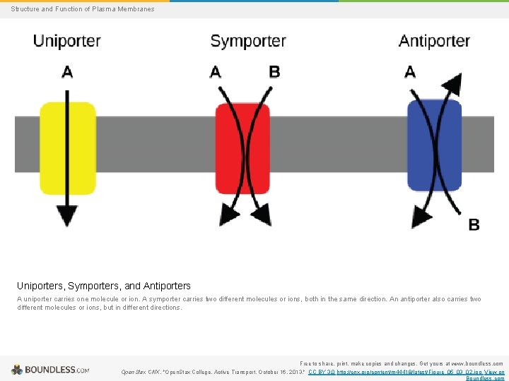 Structure and Function of Plasma Membranes Uniporters, Symporters, and Antiporters A uniporter carries one