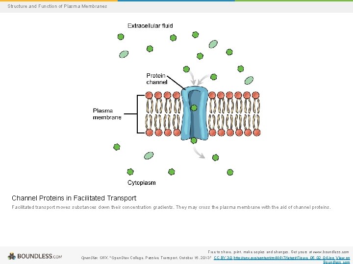 Structure and Function of Plasma Membranes Channel Proteins in Facilitated Transport Facilitated transport moves