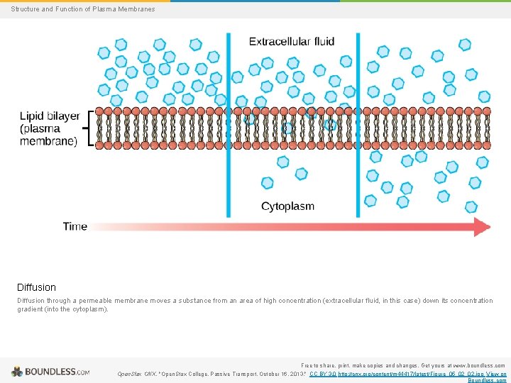 Structure and Function of Plasma Membranes Diffusion through a permeable membrane moves a substance