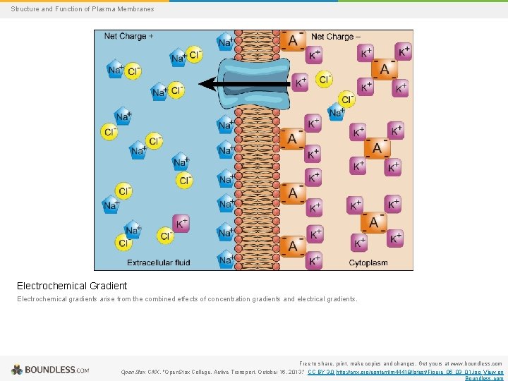 Structure and Function of Plasma Membranes Electrochemical Gradient Electrochemical gradients arise from the combined