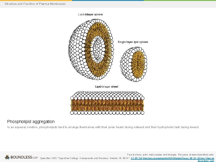 Structure and Function of Plasma Membranes Phospholipid aggregation In an aqueous solution, phospholipids tend