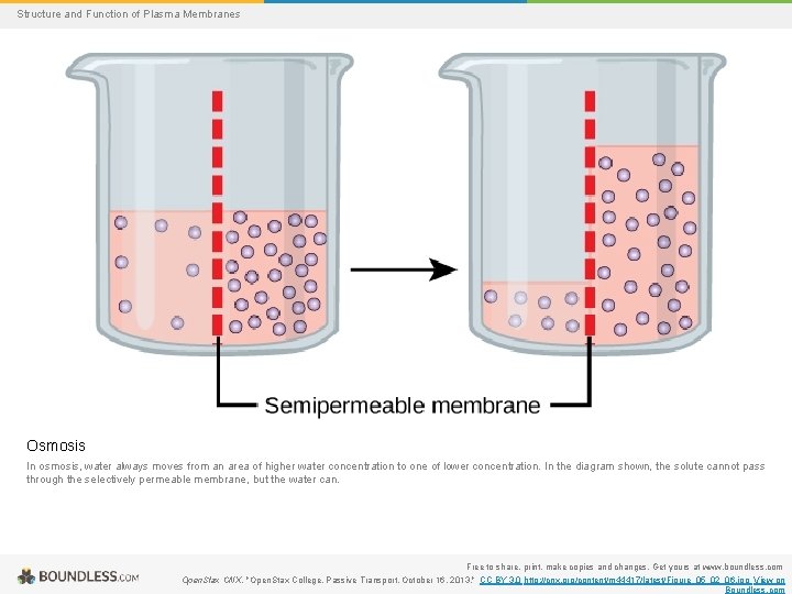 Structure and Function of Plasma Membranes Osmosis In osmosis, water always moves from an