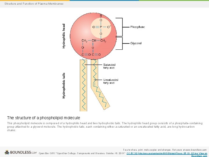 Structure and Function of Plasma Membranes The structure of a phospholipid molecule This phospholipid