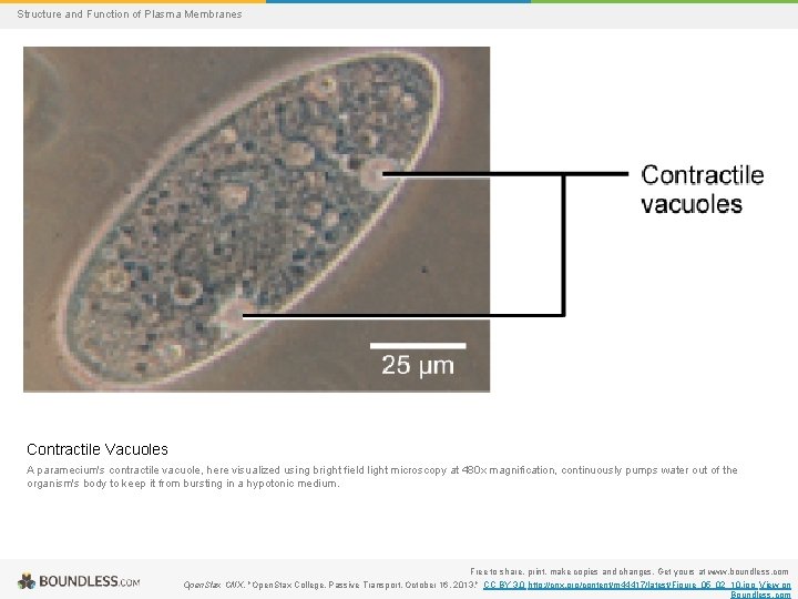 Structure and Function of Plasma Membranes Contractile Vacuoles A paramecium's contractile vacuole, here visualized