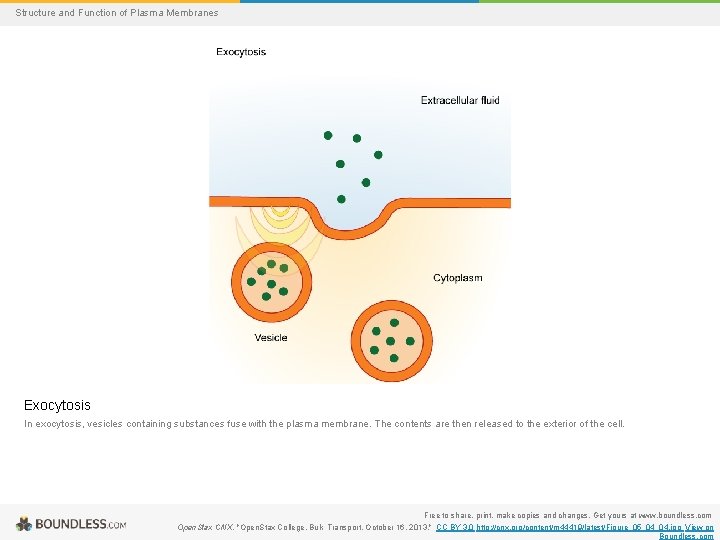 Structure and Function of Plasma Membranes Exocytosis In exocytosis, vesicles containing substances fuse with