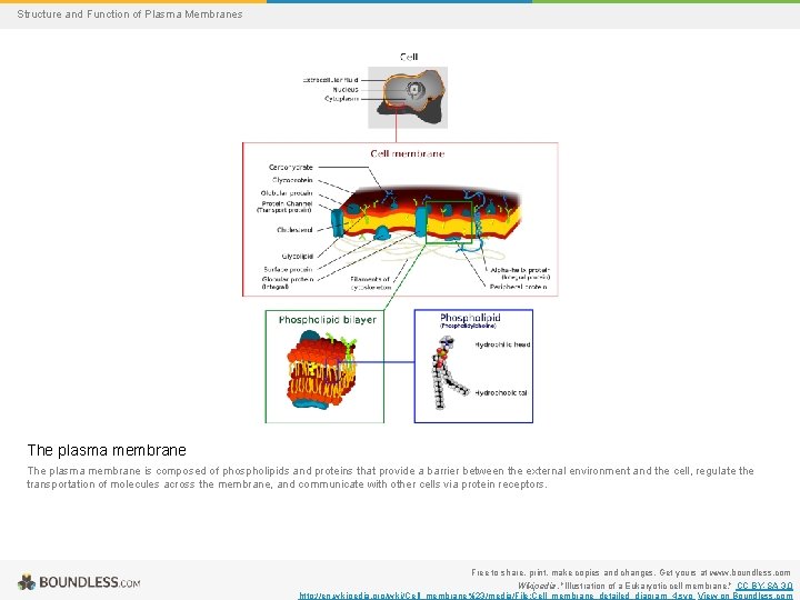 Structure and Function of Plasma Membranes The plasma membrane is composed of phospholipids and