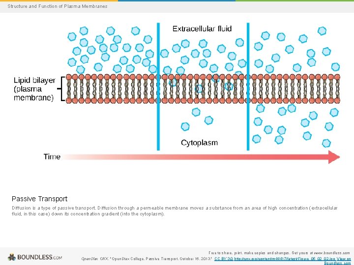 Structure and Function of Plasma Membranes Passive Transport Diffusion is a type of passive