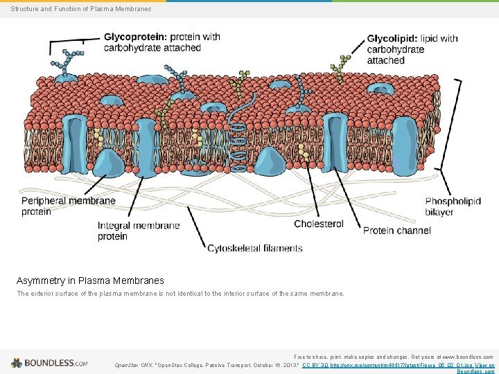 Structure and Function of Plasma Membranes Asymmetry in Plasma Membranes The exterior surface of