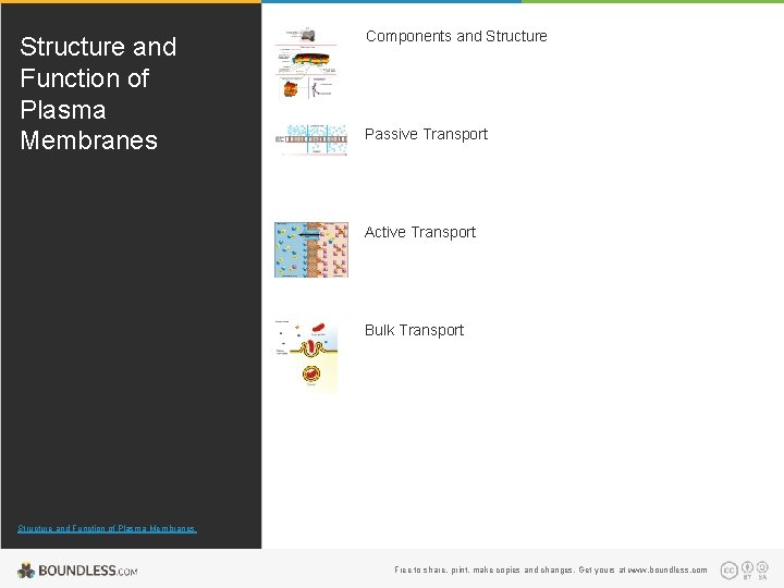 Structure and Function of Plasma Membranes Components and Structure Passive Transport Active Transport Bulk