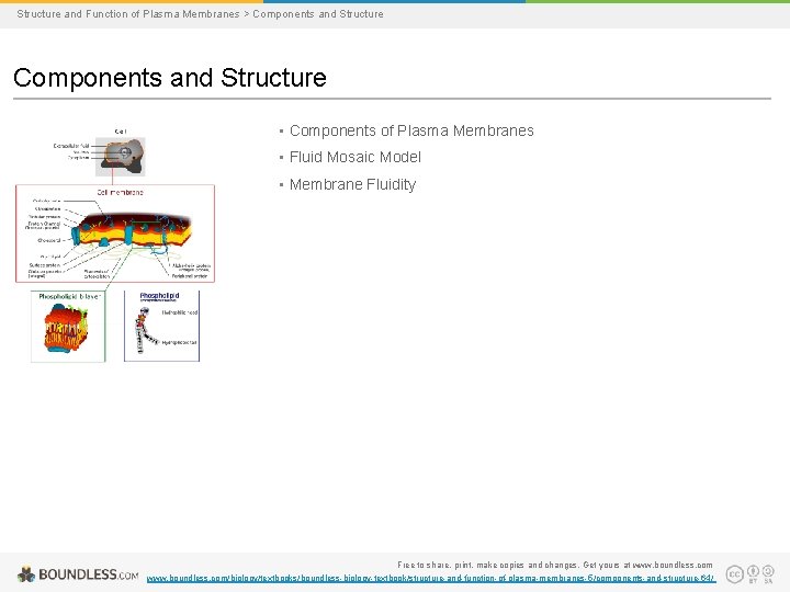 Structure and Function of Plasma Membranes > Components and Structure • Components of Plasma