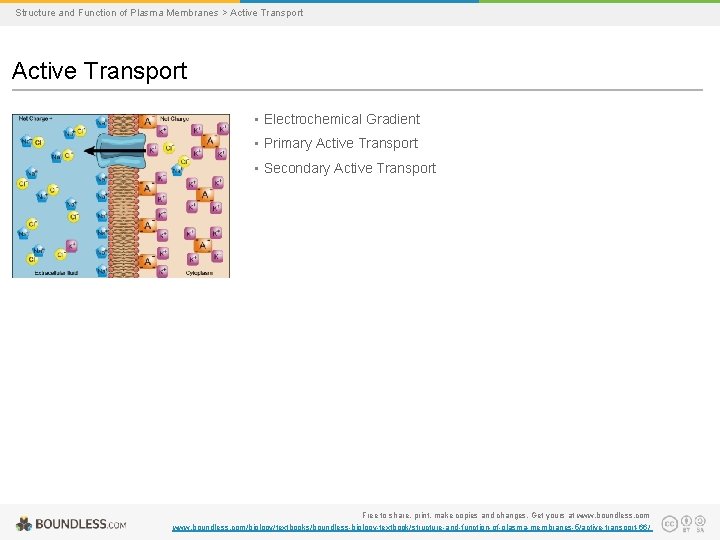 Structure and Function of Plasma Membranes > Active Transport • Electrochemical Gradient • Primary