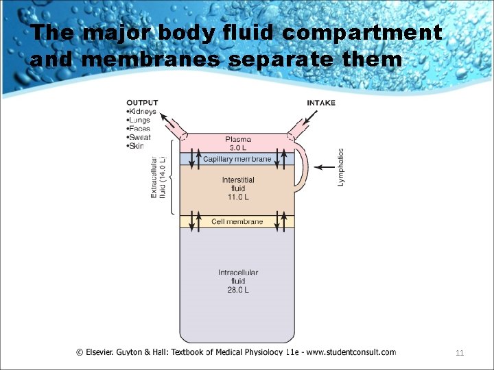 The major body fluid compartment and membranes separate them 11 