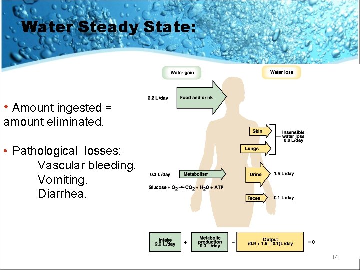 Water Steady State: • Amount ingested = amount eliminated. • Pathological losses: Vascular bleeding.
