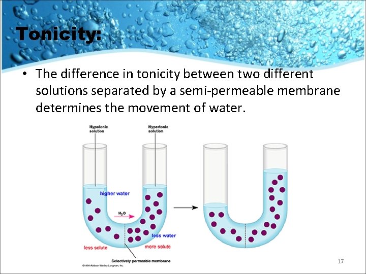 Tonicity: • The difference in tonicity between two different solutions separated by a semi-permeable