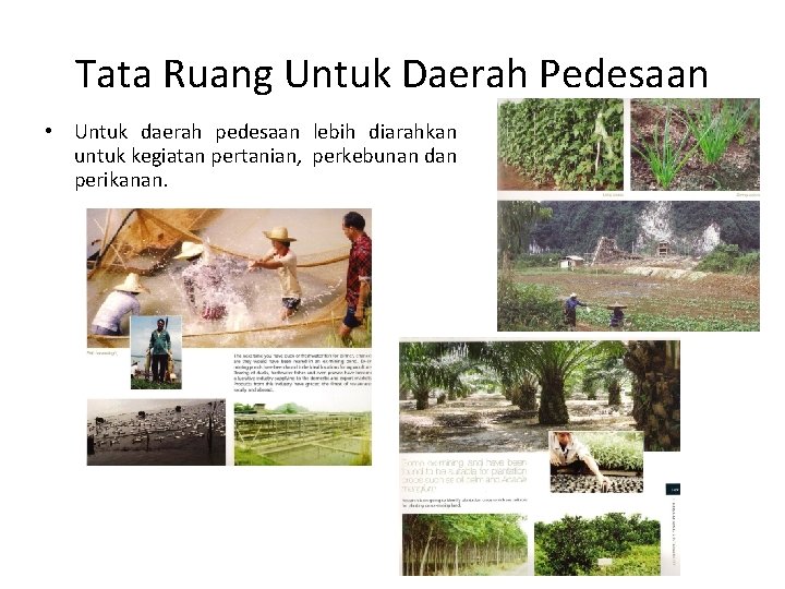 Tata Ruang Untuk Daerah Pedesaan • Untuk daerah pedesaan lebih diarahkan untuk kegiatan pertanian,