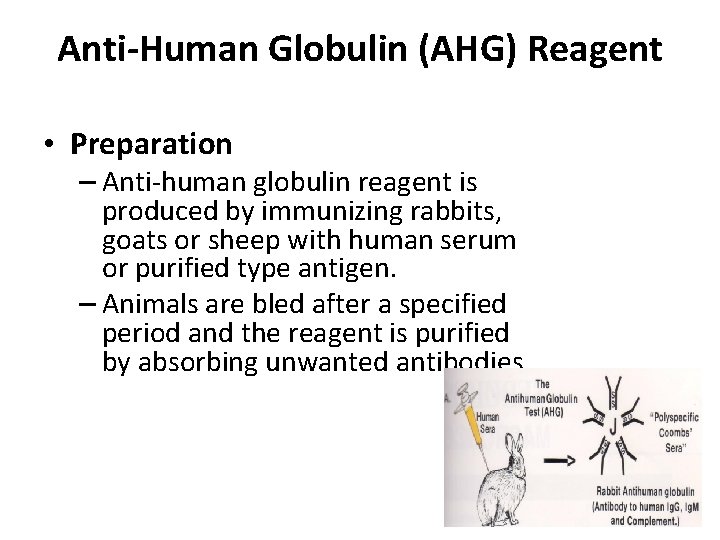 Anti-Human Globulin (AHG) Reagent • Preparation – Anti-human globulin reagent is produced by immunizing