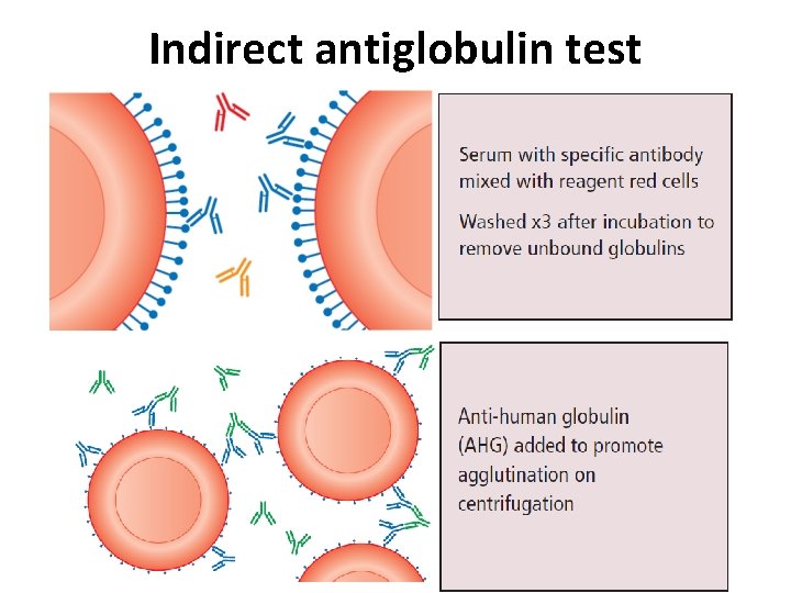 Indirect antiglobulin test 