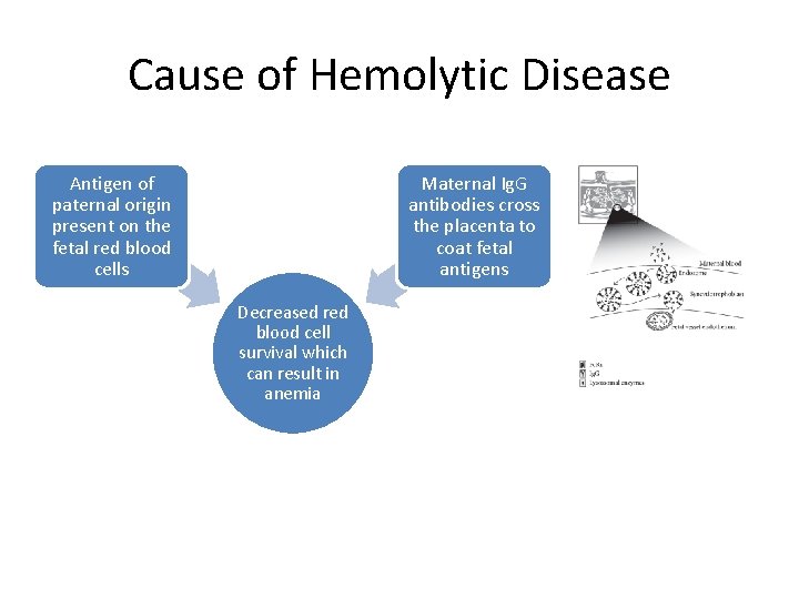 Cause of Hemolytic Disease Antigen of paternal origin present on the fetal red blood