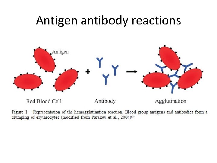 Antigen antibody reactions Antigen antibody reactions