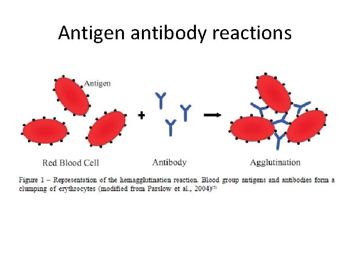 Antigen antibody reactions 