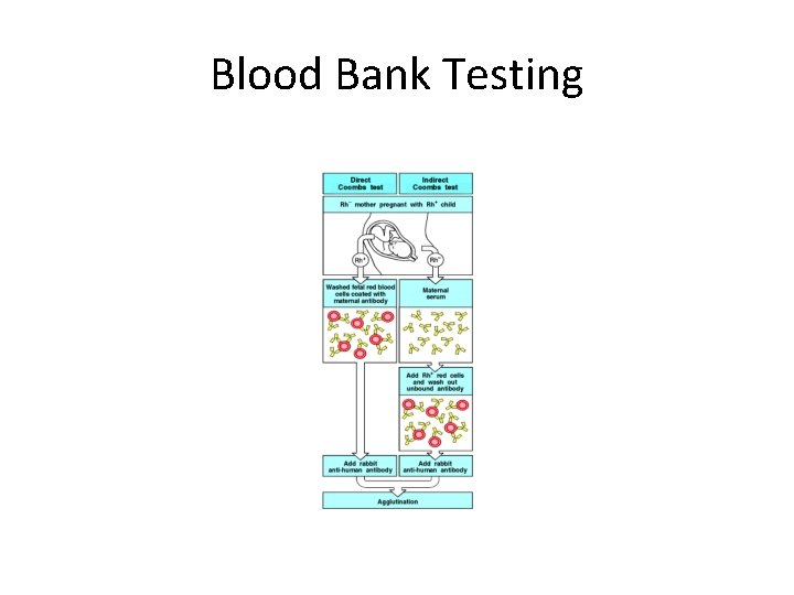 Blood Bank Testing Blood Bank Testing