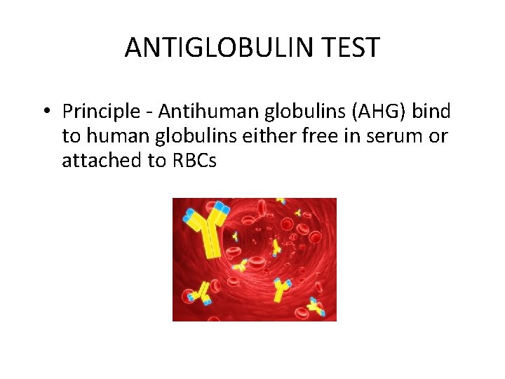 ANTIGLOBULIN TEST • Principle - Antihuman globulins (AHG) bind to human globulins either free