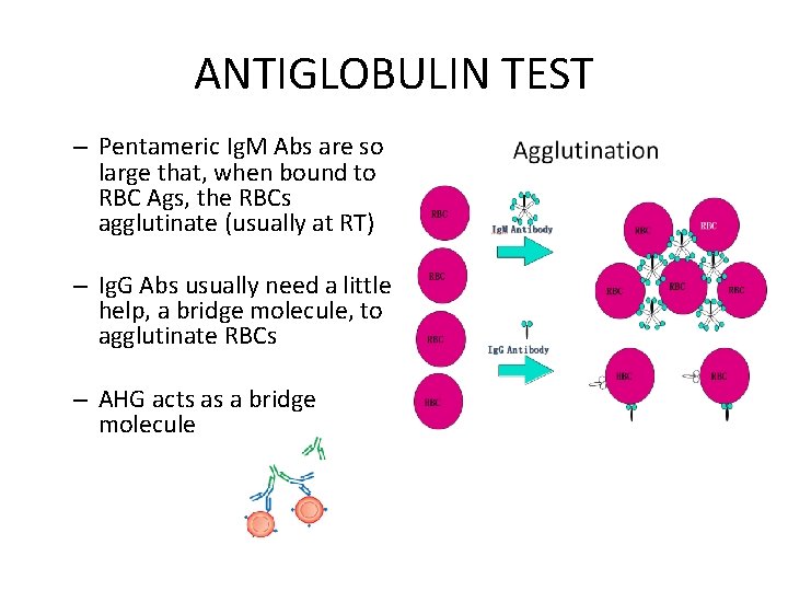 ANTIGLOBULIN TEST – Pentameric Ig. M Abs are so large that, when bound to