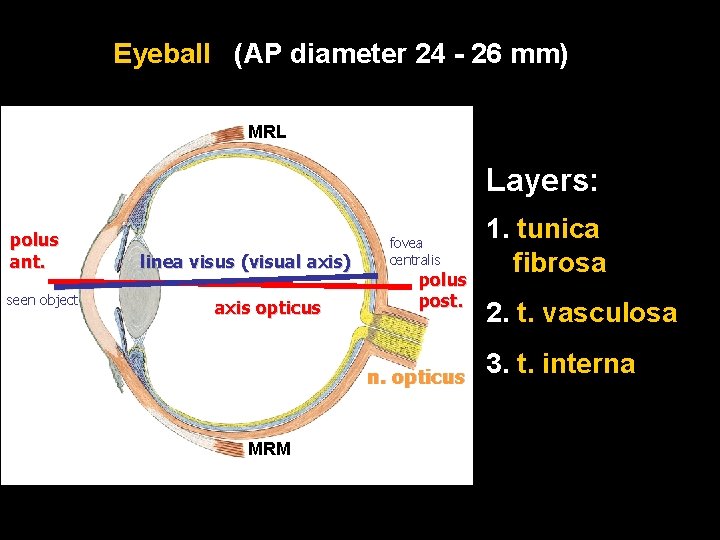 Eyeball (AP diameter 24 - 26 mm) MRL Layers: polus ant. seen object linea
