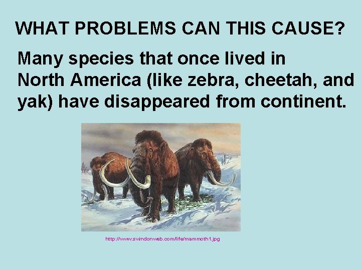 WHAT PROBLEMS CAN THIS CAUSE? Many species that once lived in North America (like
