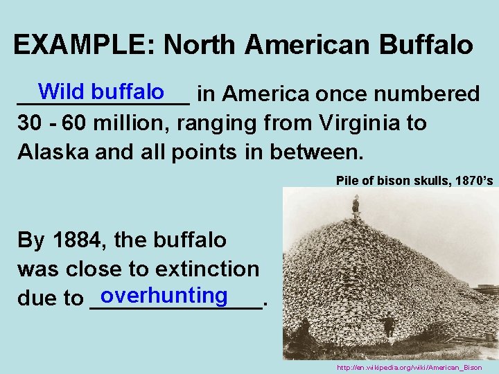 EXAMPLE: North American Buffalo Wild buffalo in America once numbered _______ 30 - 60