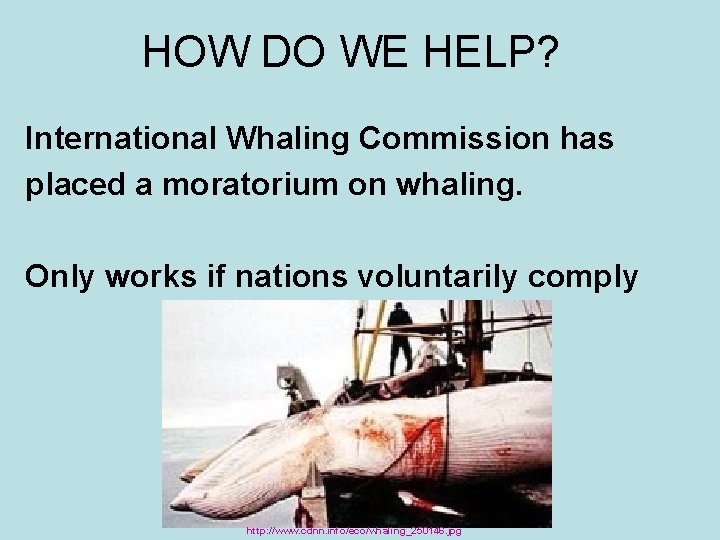 HOW DO WE HELP? International Whaling Commission has placed a moratorium on whaling. Only