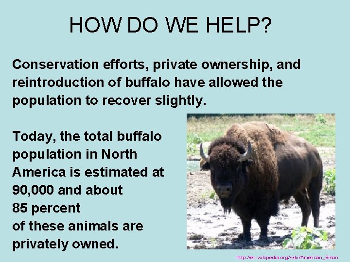 HOW DO WE HELP? Conservation efforts, private ownership, and reintroduction of buffalo have allowed