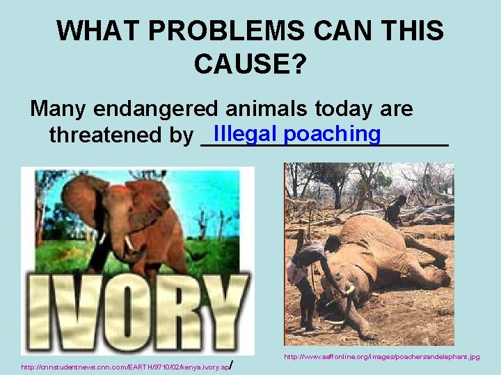 WHAT PROBLEMS CAN THIS CAUSE? Many endangered animals today are Illegal poaching threatened by