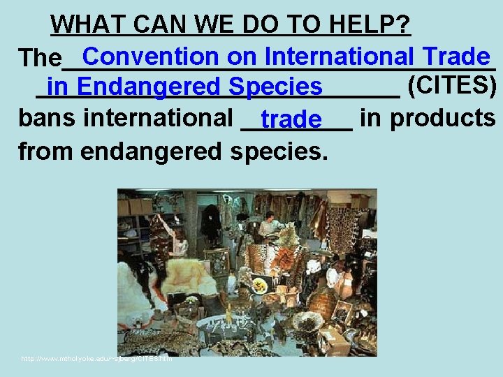 WHAT CAN WE DO TO HELP? Convention on International Trade The________________ (CITES) in Endangered