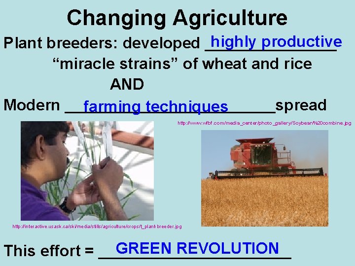 Changing Agriculture highly productive Plant breeders: developed ________ “miracle strains” of wheat and rice