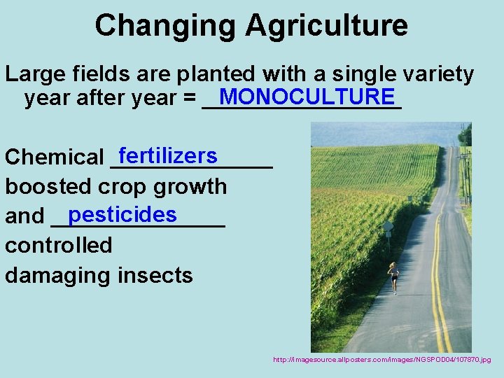 Changing Agriculture Large fields are planted with a single variety MONOCULTURE year after year
