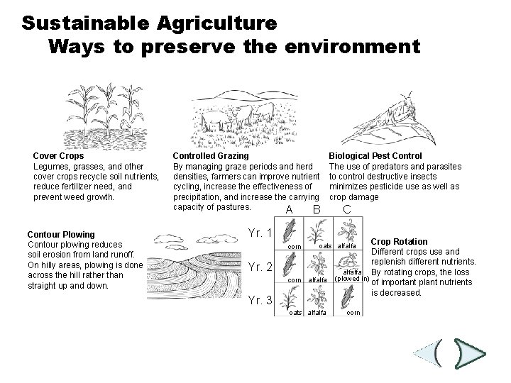 Sustainable Agriculture Ways Section 6 -4 to preserve the environment Cover Crops Legumes, grasses,