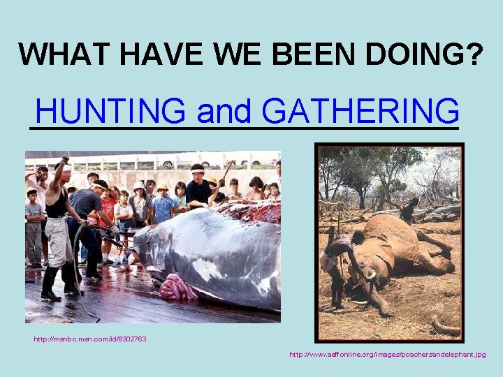 WHAT HAVE WE BEEN DOING? ____________ HUNTING and GATHERING http: //msnbc. msn. com/id/8302763 http: