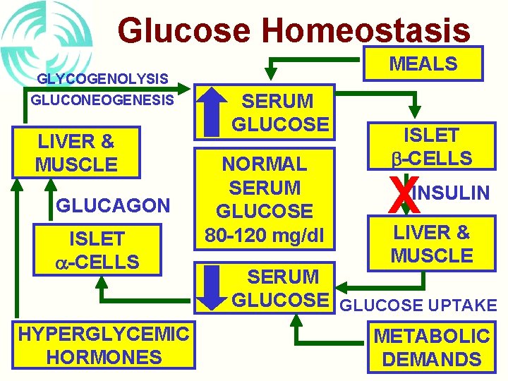 Glucose Homeostasis GLYCOGENOLYSIS GLUCONEOGENESIS LIVER & MUSCLE GLUCAGON ISLET -CELLS HYPERGLYCEMIC HORMONES MEALS SERUM