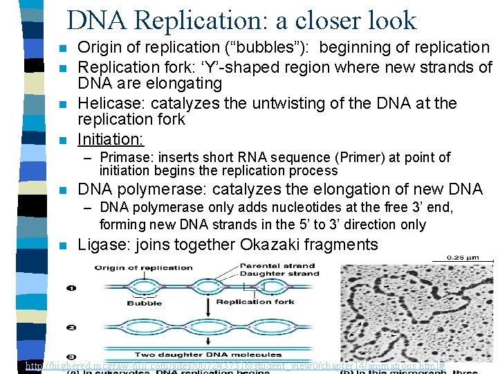 DNA Replication: a closer look n n Origin of replication (“bubbles”): beginning of replication