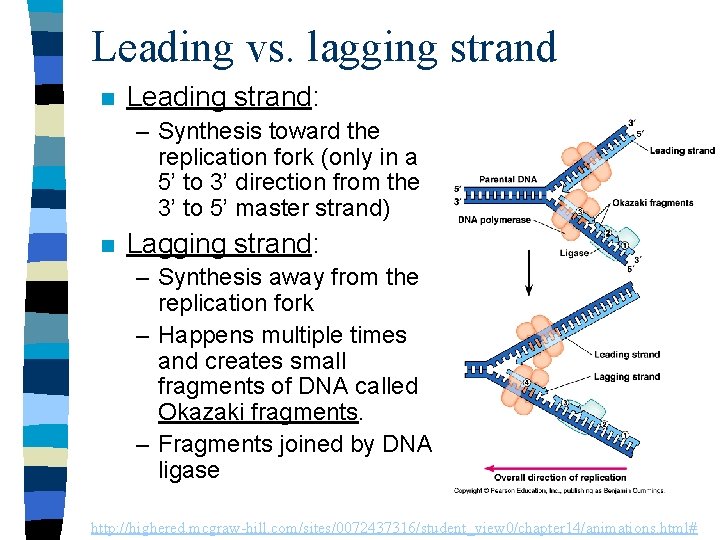 Leading vs. lagging strand n Leading strand: – Synthesis toward the replication fork (only
