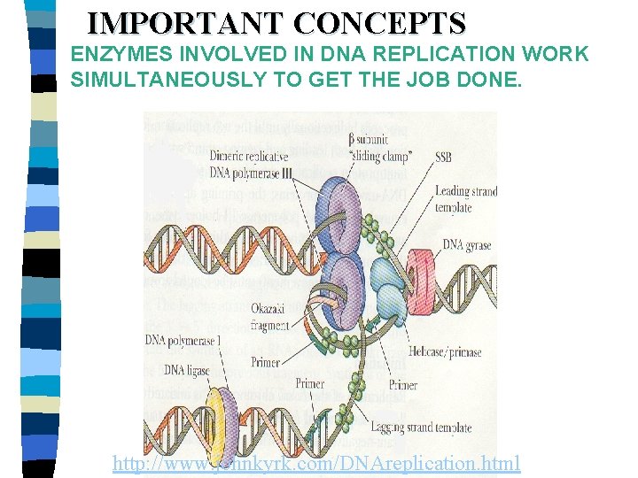 IMPORTANT CONCEPTS ENZYMES INVOLVED IN DNA REPLICATION WORK SIMULTANEOUSLY TO GET THE JOB DONE.