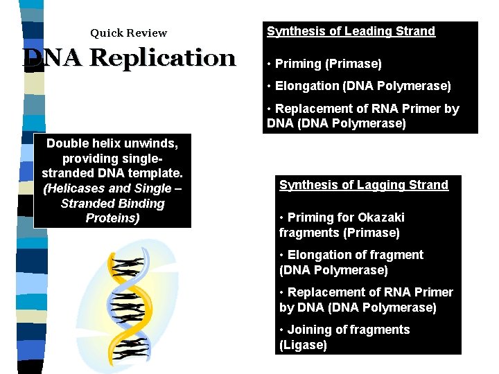 Quick Review DNA Replication Synthesis of Leading Strand • Priming (Primase) • Elongation (DNA