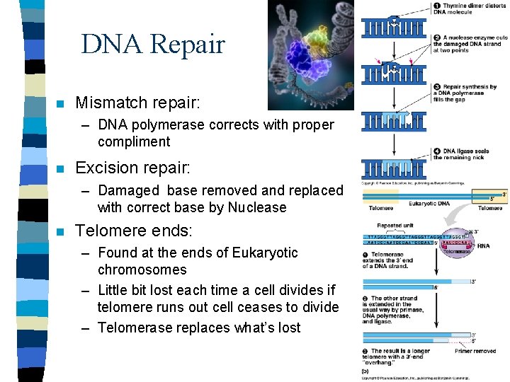 DNA Repair n Mismatch repair: – DNA polymerase corrects with proper compliment n Excision