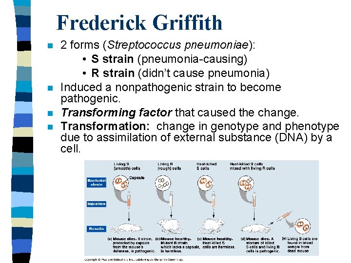 Frederick Griffith n n 2 forms (Streptococcus pneumoniae): • S strain (pneumonia-causing) • R