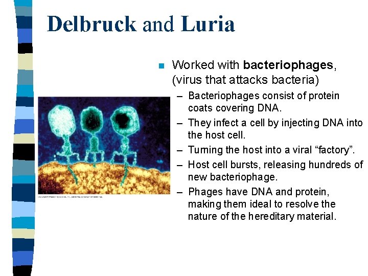 Delbruck and Luria n Worked with bacteriophages, (virus that attacks bacteria) – Bacteriophages consist