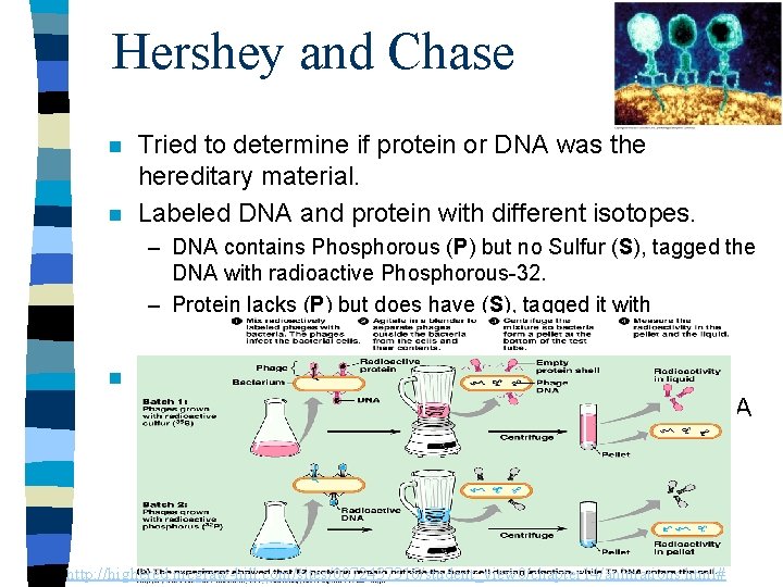 Hershey and Chase n n Tried to determine if protein or DNA was the