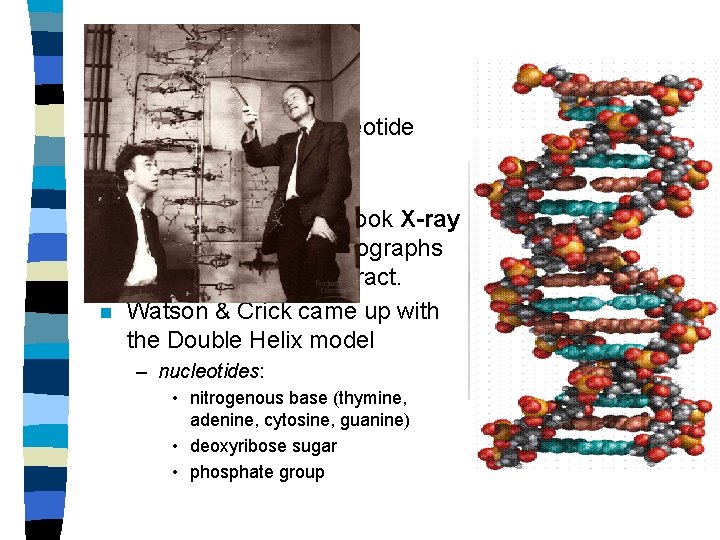 DNA Structure n Chargaff ratio of nucleotide bases – (A=T; C=G) n n Wilkins